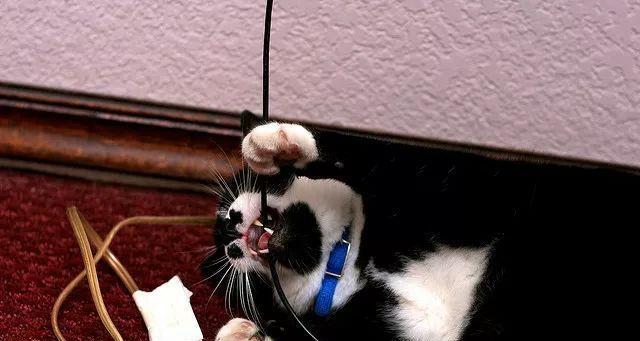 揭秘猫咪咬电线的原因（探究猫咪咬电线背后的行为动机）