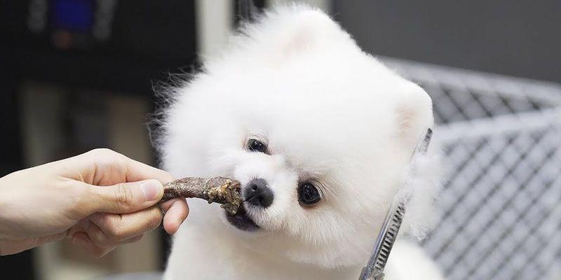 品味博美零食的美食佳选（探索博美零食的独特魅力）