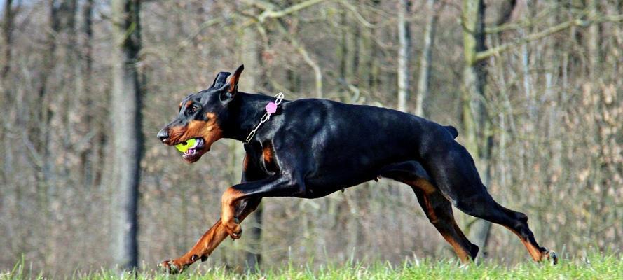 品种优良的犬种——美丽而忠诚的护主犬（选择什么犬种既好看又能保护主人？）