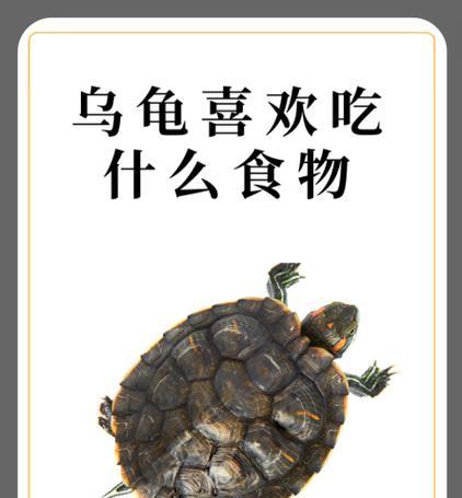 以巴西龟食物选择与生长速度的关系（探索以巴西龟饲养中食物对生长速度的影响及关键因素分析）