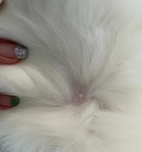 猫咪怀孕后肚子迅速变大的原因（揭秘猫咪孕期肚子膨胀的奥秘）