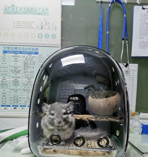 龙猫常见疾病及预防方法（保护宠物龙猫健康的关键）