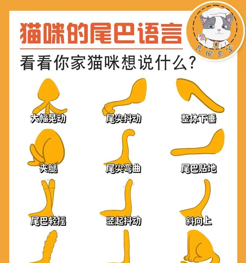 猫的尾巴为什么是折的？（探索猫咪尾巴折的原因及其影响）
