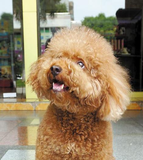 泰迪犬毛色保护的重要性与方法（如何以正确的方式保护泰迪犬的毛色）