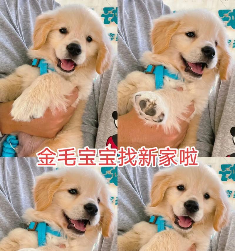 金毛幼犬的颜色之谜（探秘金毛幼犬的多彩外貌）