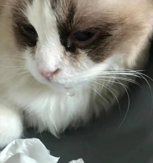 猫嘴唇溃烂的原因及预防措施（探索猫嘴唇溃烂的成因，保护你的爱猫健康）