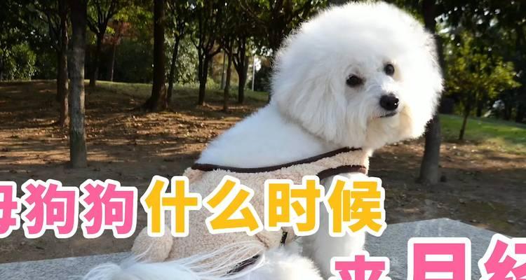 狗狗的例假期间需要注意的事项（关爱宠物，细心照顾）