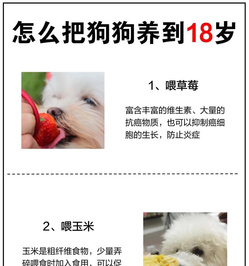 小狗不怎么吃东西的原因解析（探究小狗食欲不振的可能原因和解决方法）