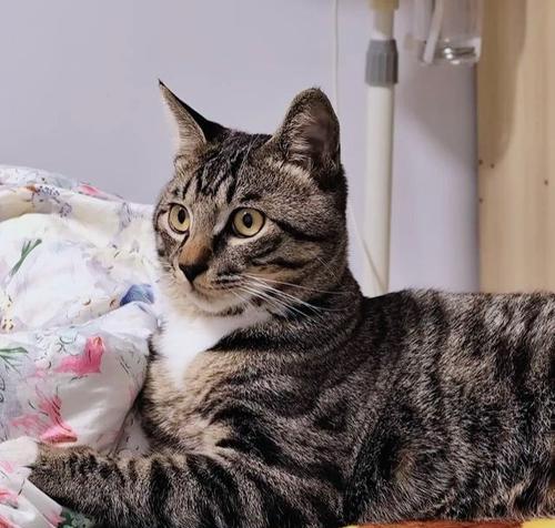 猫的最爱（探索猫咪对玩具、食物和温暖的钟爱之源）