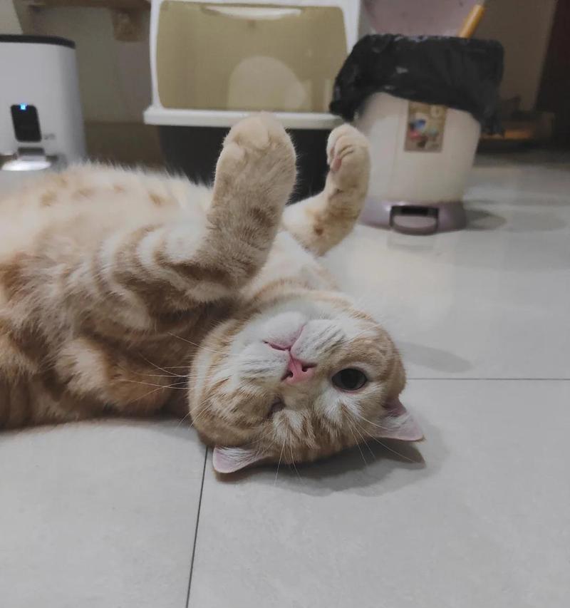 小猫发烧（了解小猫发烧的症状，及时帮助小猫恢复健康）