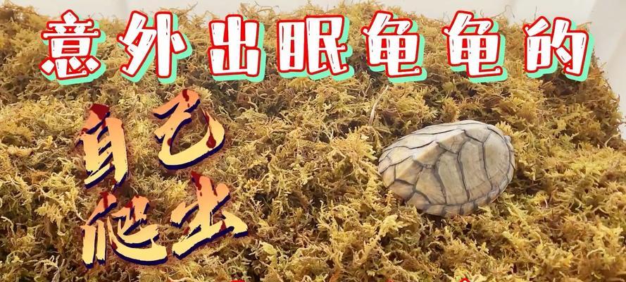 为什么乌龟不能冬眠？（探究乌龟无法进入冬眠状态的原因及解决措施）