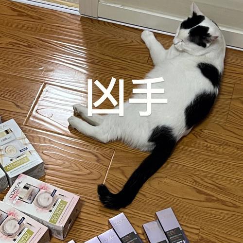 猫咬东西的行为解析（探索猫咬东西的原因及解决方法）