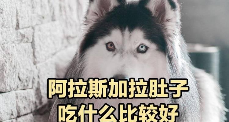 狗狗肠胃的健康饮食养护（为宠物选择适合的食物，关注它的肠胃健康）