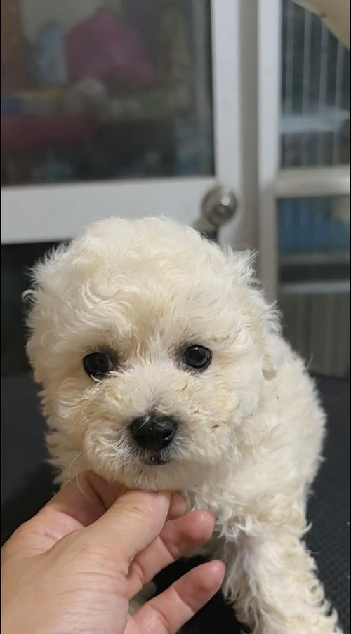 泰迪与比熊交配后会生出什么颜色的幼崽？（探寻泰迪和比熊混种幼崽的颜色遗传规律）