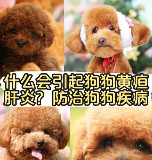 狗狗肝，营养宝库的所在地（揭秘狗狗肝的重要性及其所在位置）