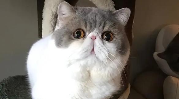 揭秘加菲猫眼睛小的原因（小眼睛下隐藏的大智慧）