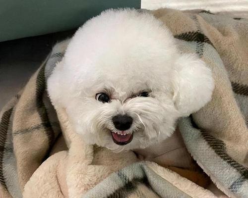 狗狗口臭的原因及解决方法（狗狗口臭的严重性及如何改善）