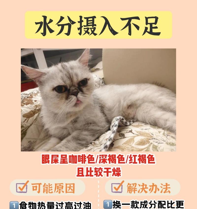 揭秘猫为何喜欢吃眼屎（探究猫眼屎的作用和原因）