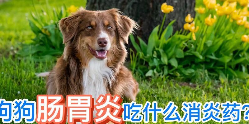 小狗肠胃炎的饮食安排（有效的食物选择和注意事项）