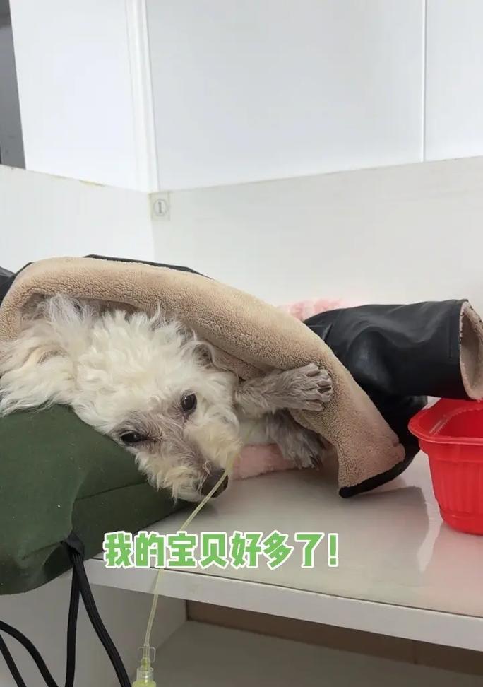 孕妇能否养狗？（解读孕妇养狗的利与弊）