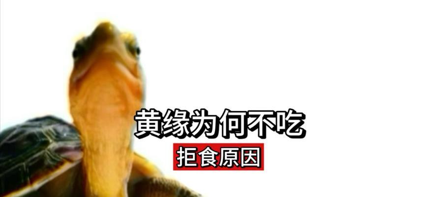 龟龟不吃东西的原因及解决办法（为什么龟龟不吃东西？如何解决龟龟不吃东西的问题？）
