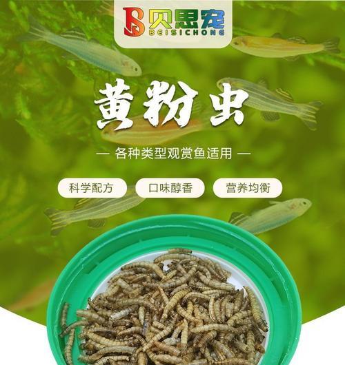 面包虫的宠物饲养指南（适合以面包虫为食物的宠物推荐与养护技巧）