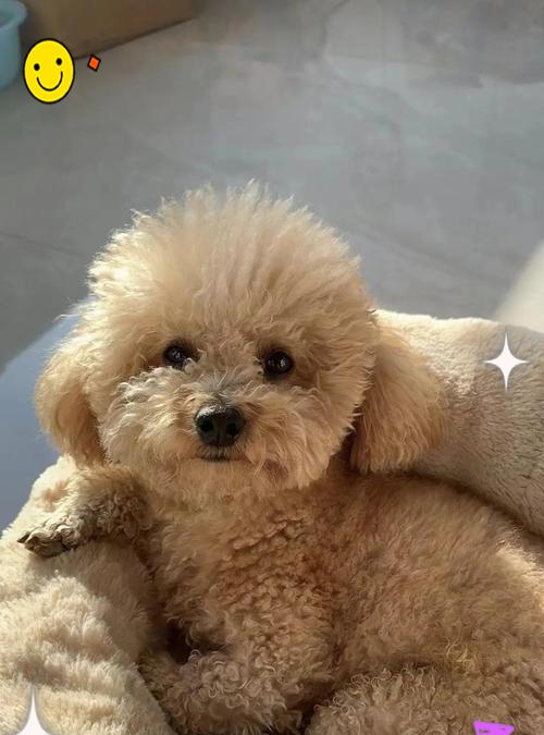 科学方法养护泰迪幼犬，让你从容应对宠物之责（不学你后悔！怎样正确照料泰迪幼犬，让它健康成长）