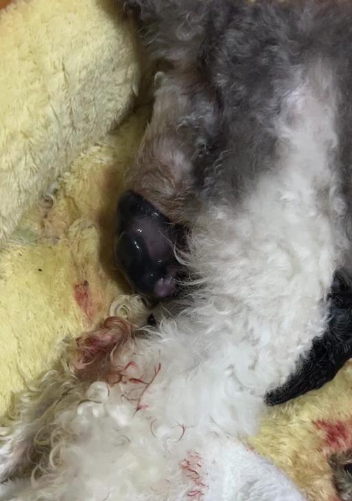 哪些狗狗容易发生难产？（了解狗狗的生殖系统和常见繁殖问题）