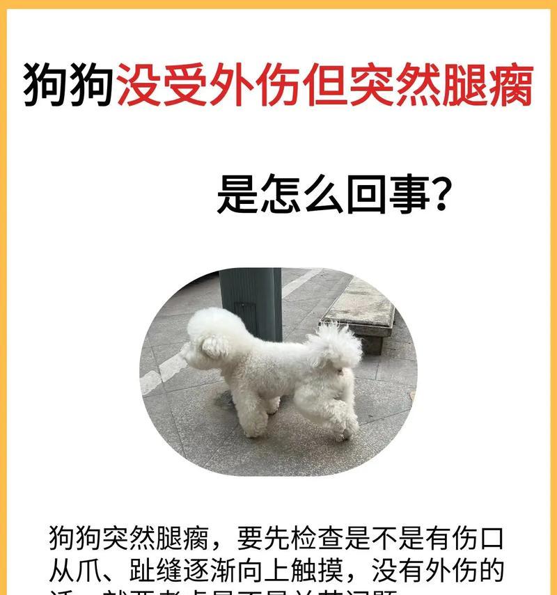 宠物狗狗伤口处理完全指南（了解常见的狗狗伤病护理方法，保护你的爱宠健康快乐）