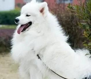 以萨摩耶多久牙长好？（探讨萨摩耶犬的牙齿生长周期及关键影响因素）