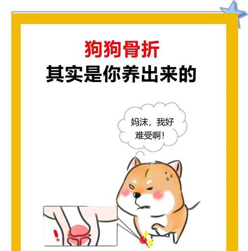 狗骨折后恢复锻炼的时间与方法（狗骨折康复的关键是适当的锻炼）