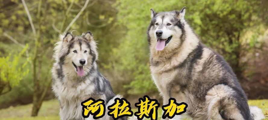 阿拉斯加生产的多样性与持续发展（探索阿拉斯加多元化的生产经济及其关键领域）
