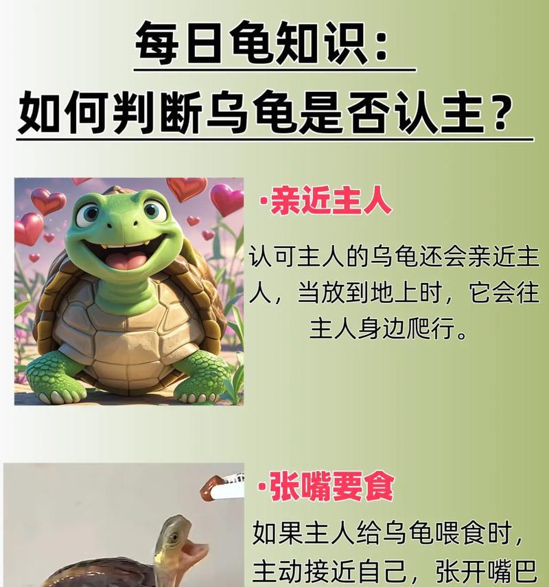 如何分辨巴西龟的性别？（一起养巴西龟的注意事项与技巧）