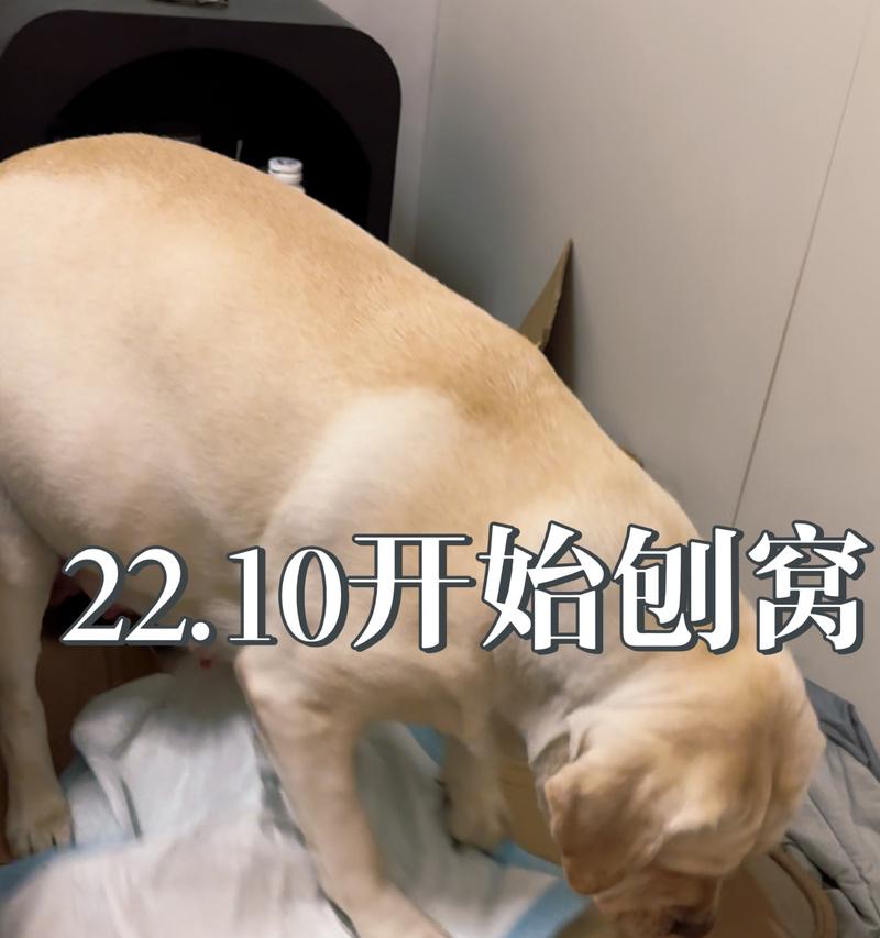 狗狗生产前喘气的时间有多长？（探寻狗狗分娩前喘气的重要性及时长）
