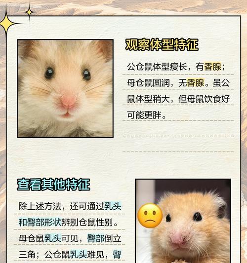 仓鼠交配的周期与频率（了解仓鼠交配的时间和次数，为宠物繁衍做好准备）