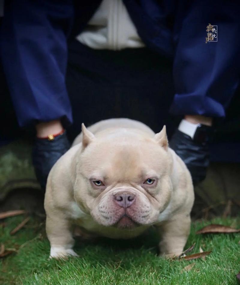 美国恶霸犬的饮食指南（探索适合美国恶霸犬的最佳食物选择）