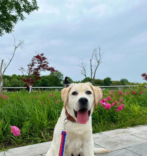 拉布拉多成长周期及关键因素（从幼犬到成犬的关键阶段与注意事项）