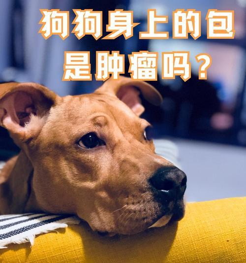 狗得肿瘤症状解析（了解狗得肿瘤症状的重要性）
