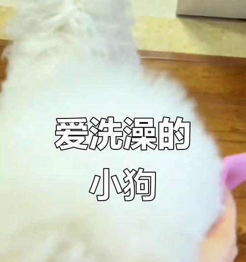狗狗生小狗后多久能洗澡？（了解正确的洗澡时间和方法，呵护宝贝健康）