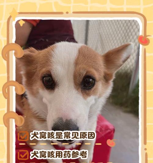 狗狗吃药全解析（了解狗狗常用药物，守护它们的健康）
