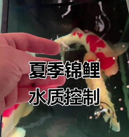 如何判断适合锦鲤的水质？（养锦鲤测水质的方法与技巧）
