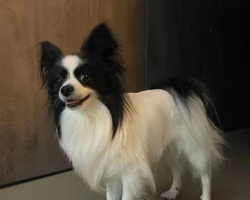 如何选择适合自己的纯种蝴蝶犬？（挑选纯种蝴蝶犬的关键要素与技巧）