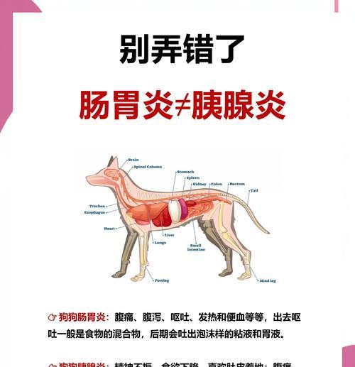 小狗胰腺炎（宠物狗胰腺炎的明显症状及其防治方法）