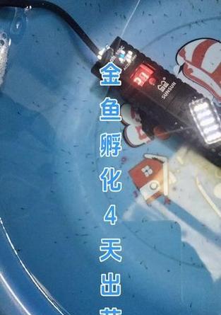 金鱼产卵周期及繁殖特点（了解金鱼产卵周期的关键因素及其繁殖行为）