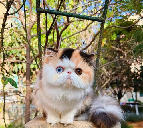 加菲——异国短毛猫的代表之一（解密加菲的起源与特点，了解异短的魅力）