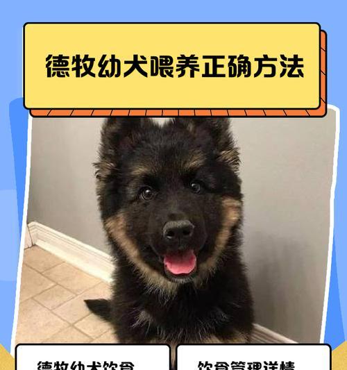 以德牧多久成年的秘密解析（揭开以德牧成年之谜，带你深入了解成长期间的重要阶段和关键特征）