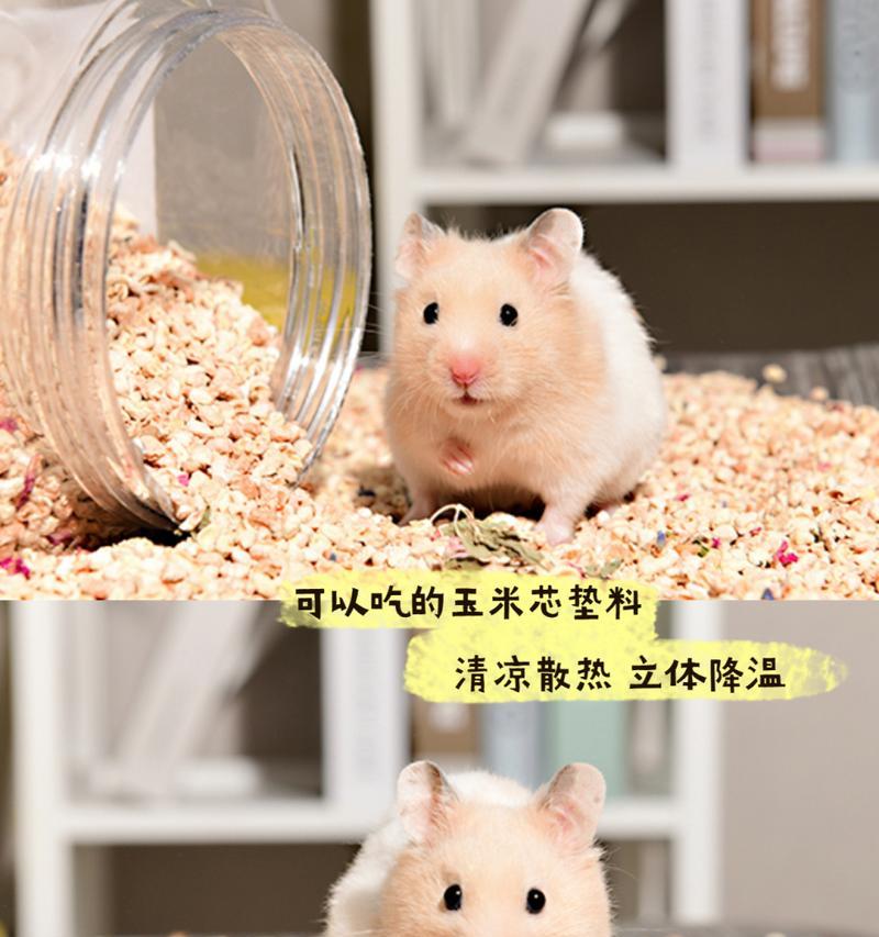 仓鼠中暑的恢复时间及护理方法（仓鼠中暑后的康复时长与重要注意事项）