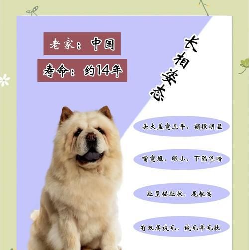 松狮狗狗的生产周期及繁殖特点（了解松狮狗狗的生育周期和繁殖要点，助您更好地繁殖与抚养它们）