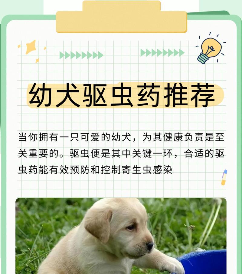 犬驱虫药的使用和注意事项（了解如何正确使用犬驱虫药，保护宠物的健康）
