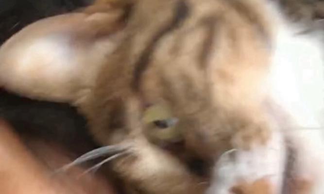 猫咪离家多久才能放心？（探究猫咪适应新环境的时间和方法）